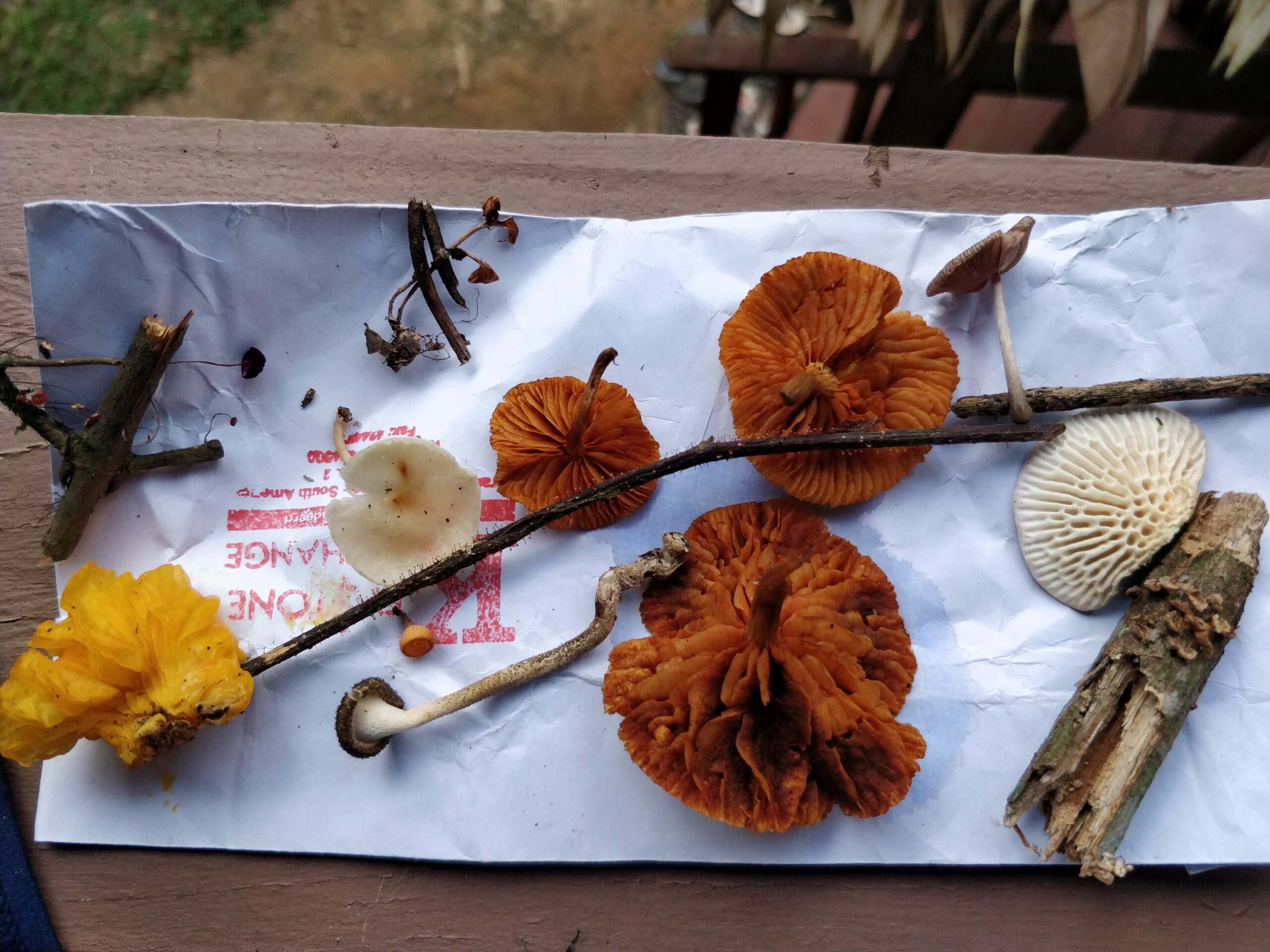 mushrooms