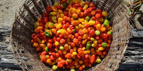 Pepper0